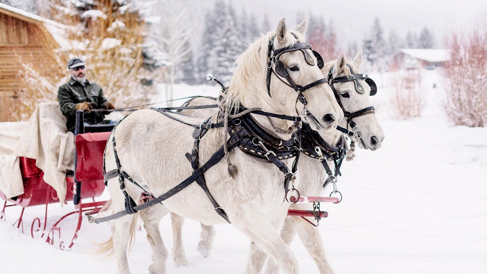 Yellowstone sleigh 12 24 24