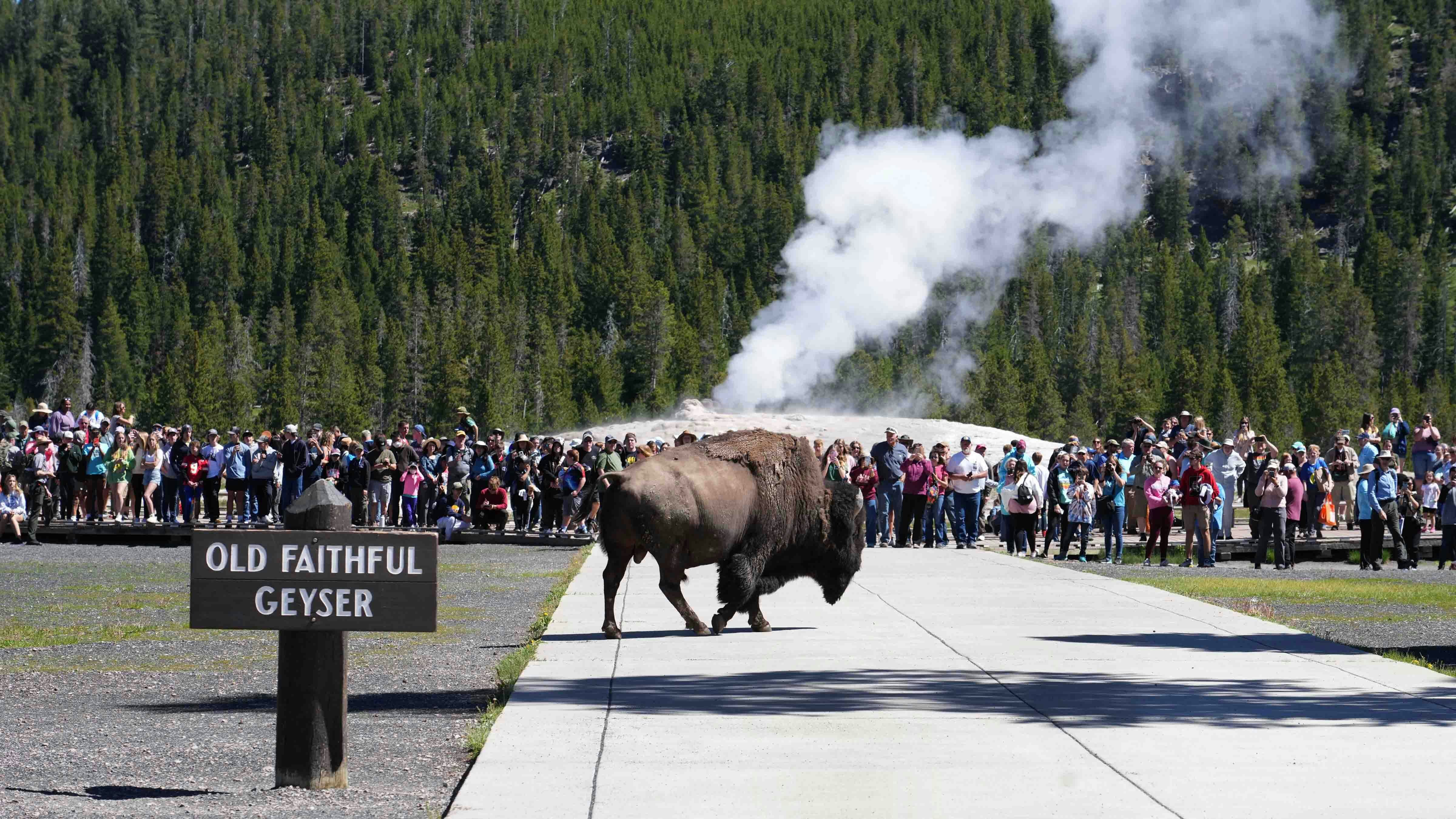 Yellowstone summer 3 18 24