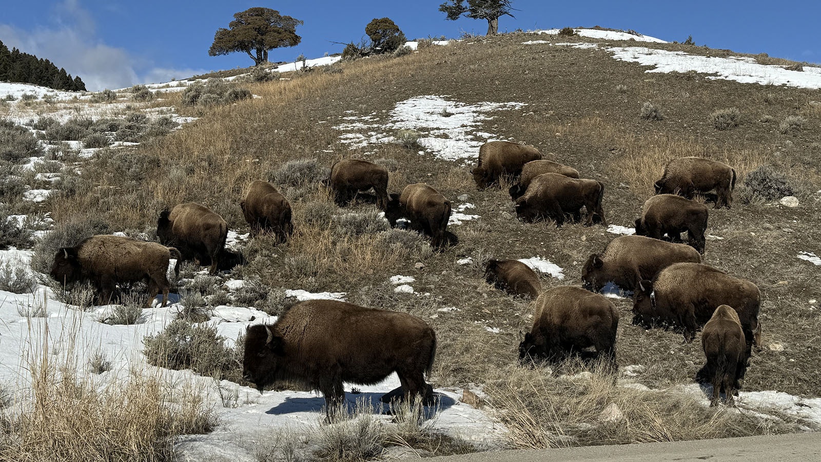 Bison roam the still snowy hills near Mammoth Hot Springs in Yellowstone National Park.
