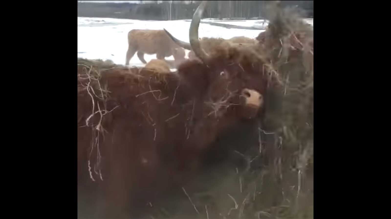 You still hee 3 31 25