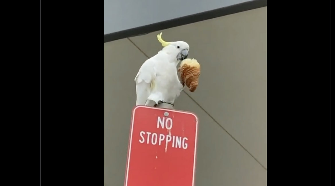 You still here 10 14 22 no play