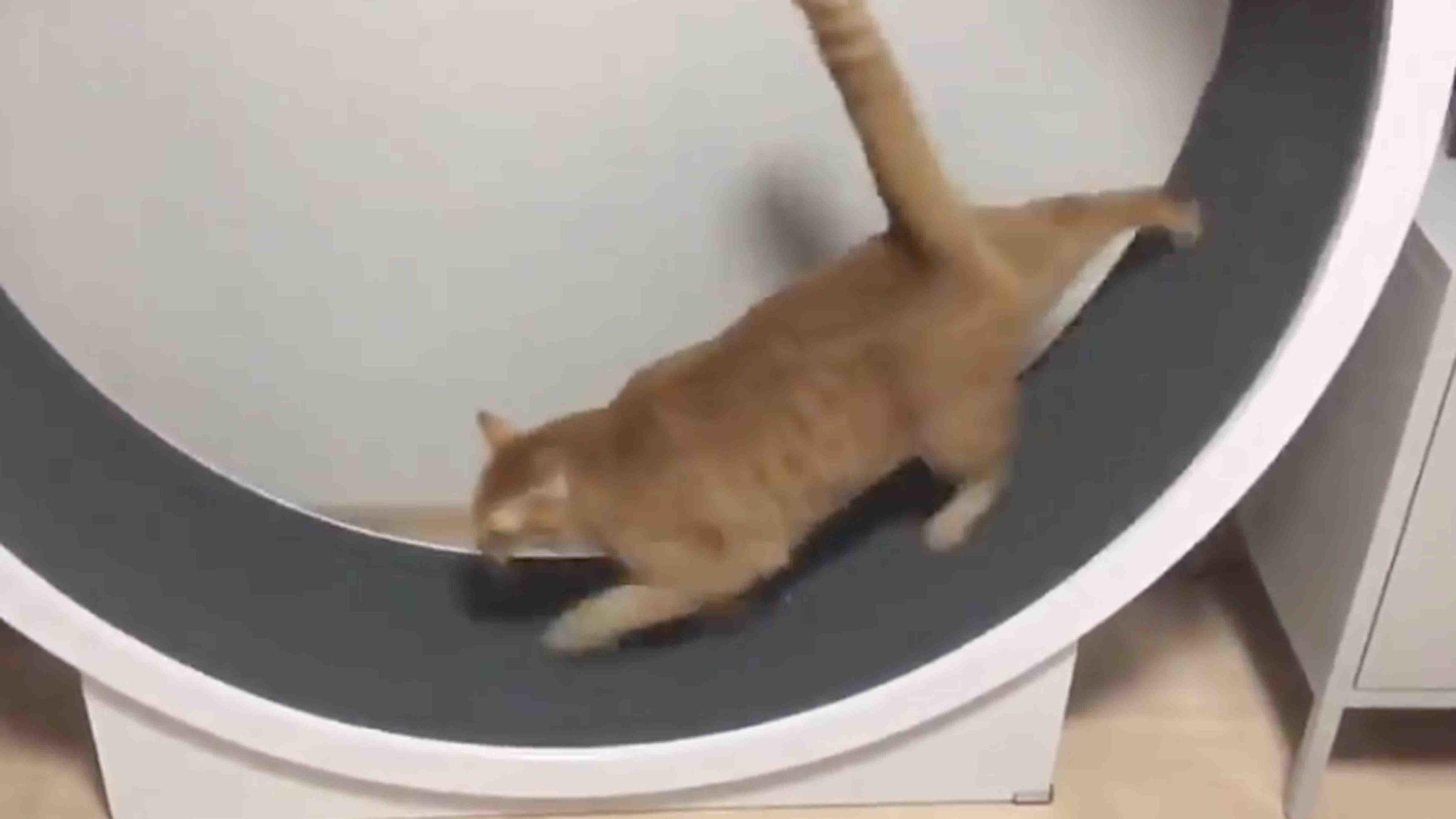 You still here 12 1 22 no play scaled