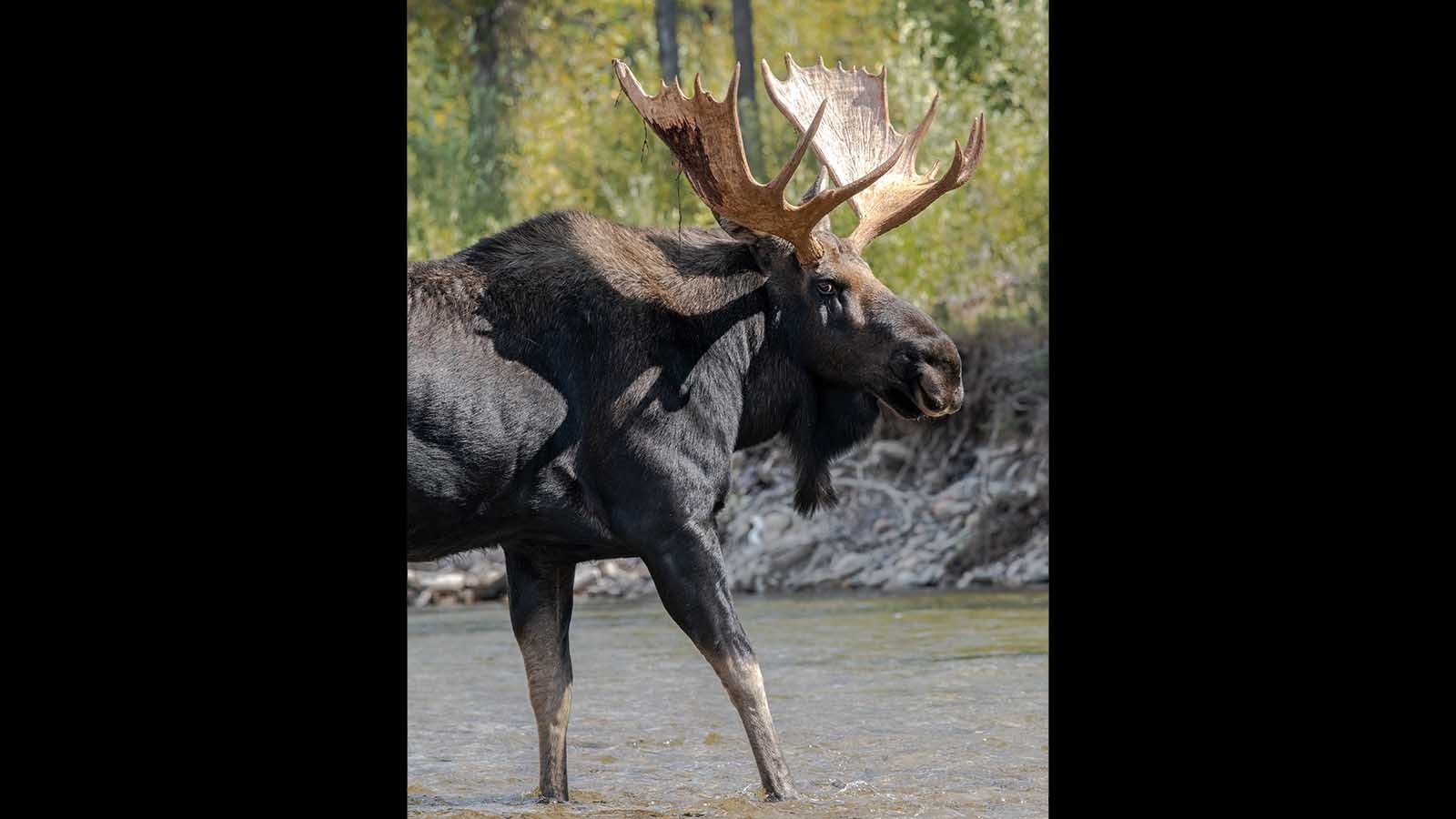 Hoback is pictured around 2019, before he went through a huge growth spirt that made him possibly the biggest bull moose in the Tetons.