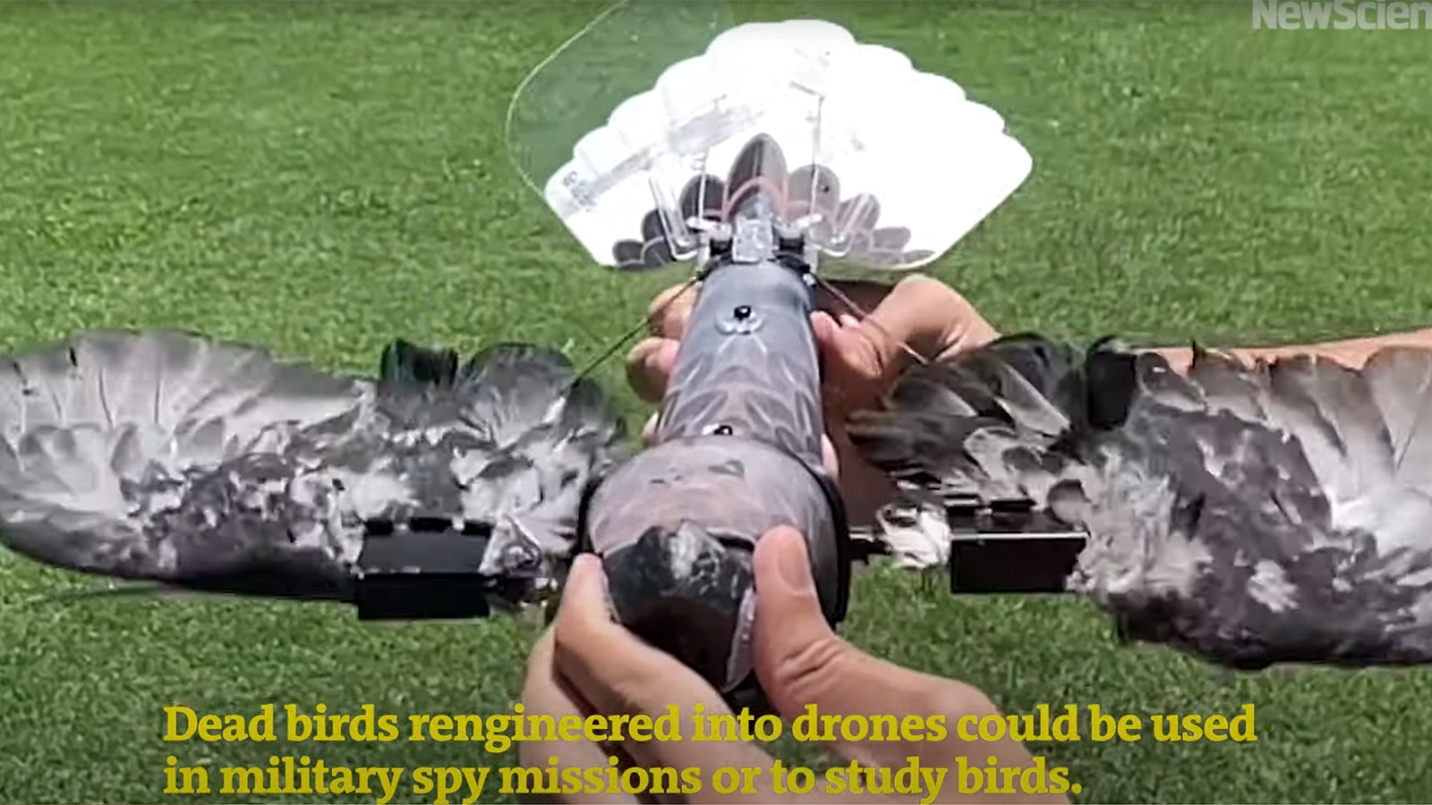 Drones inside the bodies of real dead birds can flap and fly like birds.