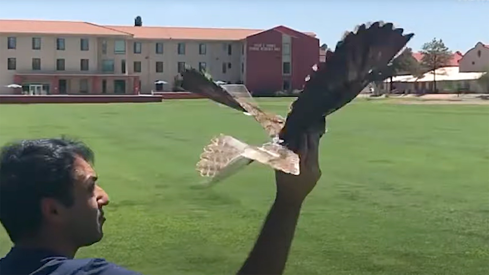 Scientists demonstrate a drone they've placed inside the taxidermied body of a bird.